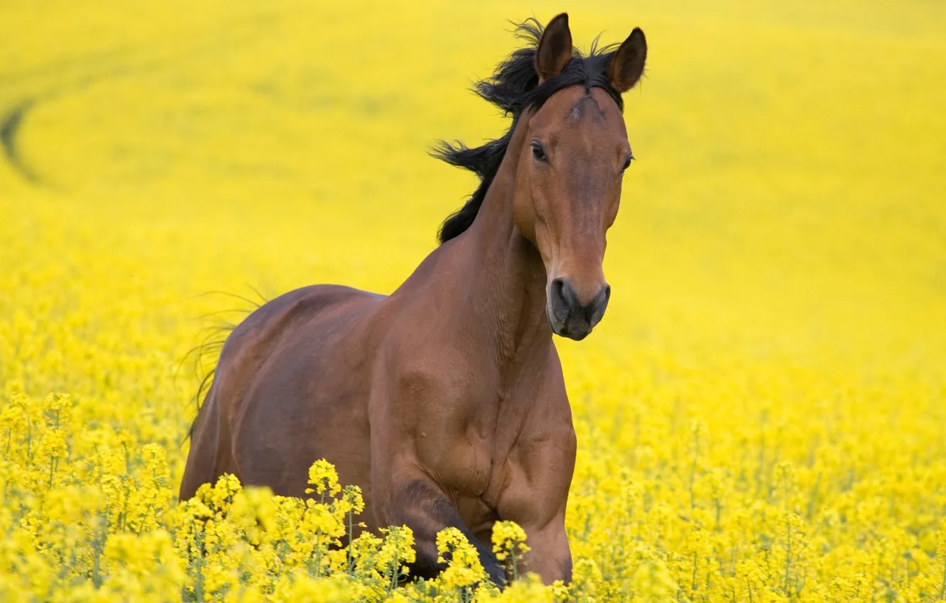 Photo wallpaper field, flowers, yellow, horse, horse