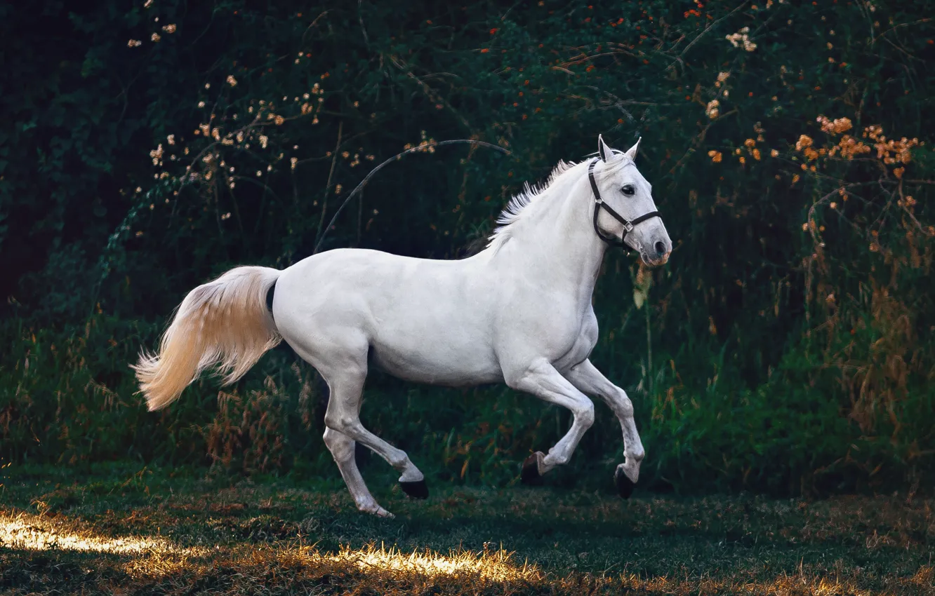 Photo wallpaper white, branches, nature, pose, the dark background, horse, horse, the bushes