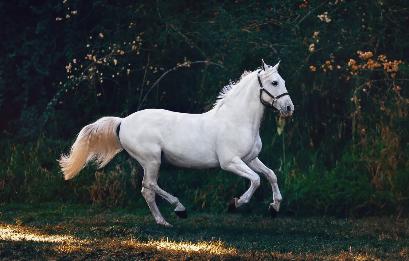 Photo wallpaper white, branches, nature, pose, the dark background, horse, horse, white