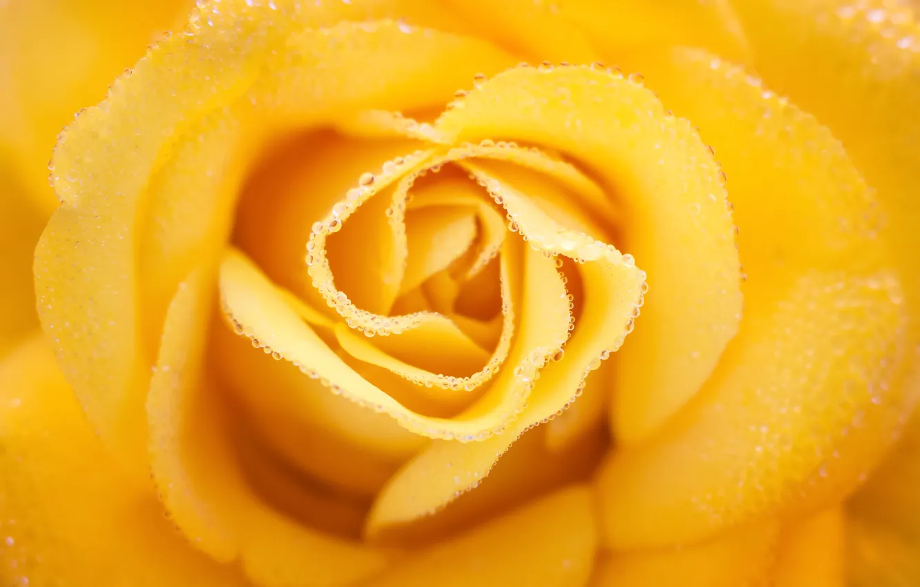 Photo wallpaper drops, close-up, Rosa, rose, yellow