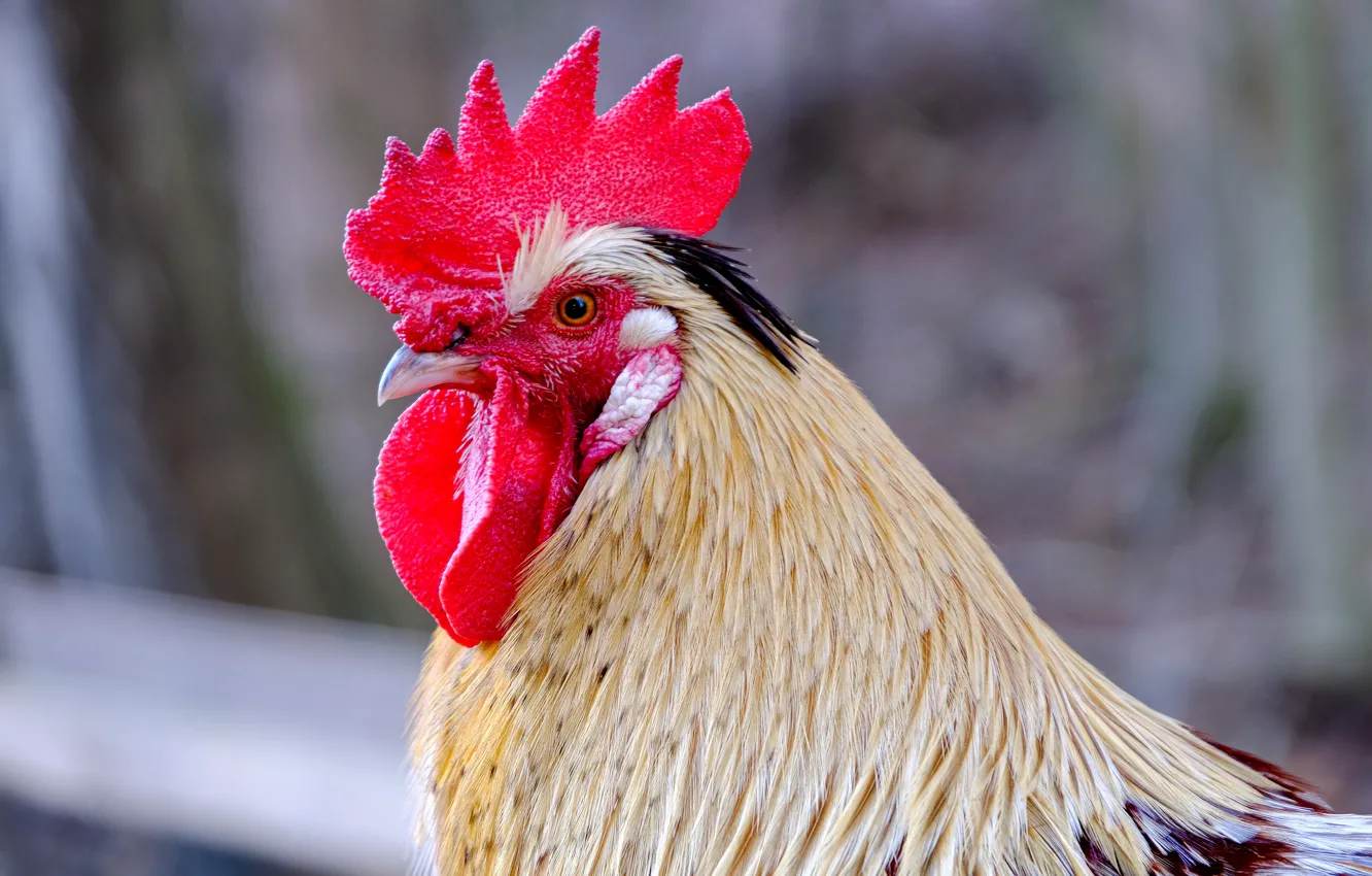 Photo wallpaper portrait, look, cock, nature, white, bokeh, bird