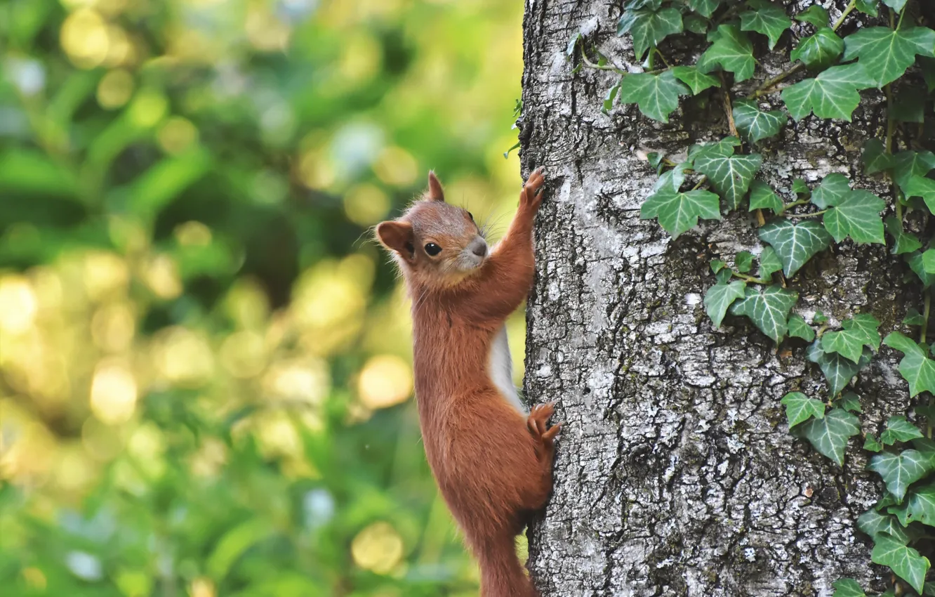 Photo wallpaper summer, leaves, trees, nature, animal, protein, trunk, bokeh