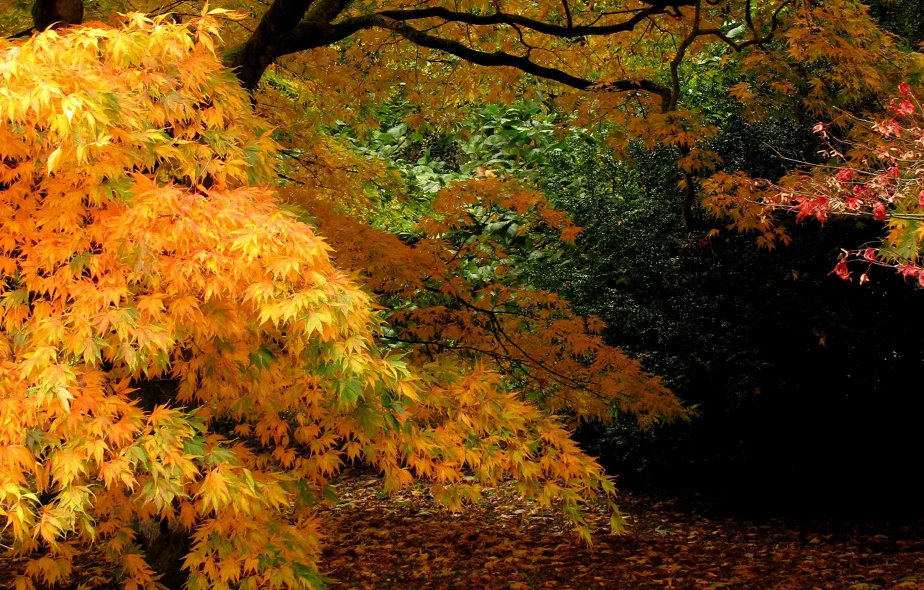 Photo wallpaper autumn, leaves, trees, branch, Nature, falling leaves, trees, nature