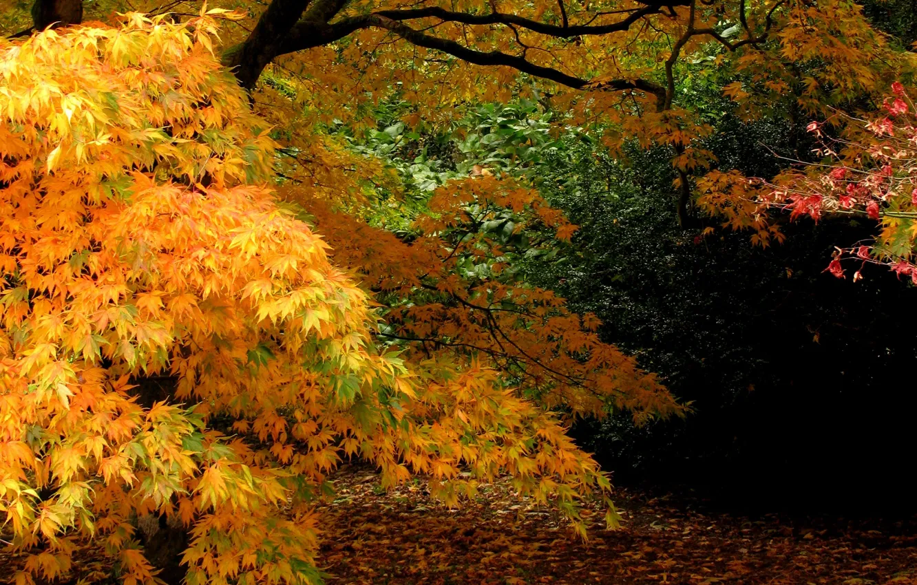 Photo wallpaper autumn, leaves, trees, yellow, nature, branch, falling leaves, trees