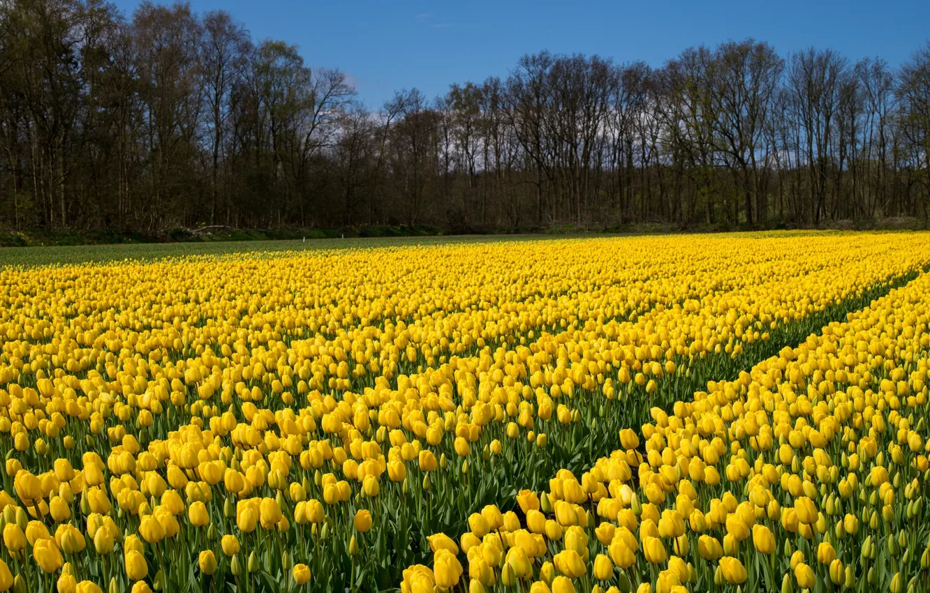 Photo wallpaper field, trees, landscape, flowers, nature