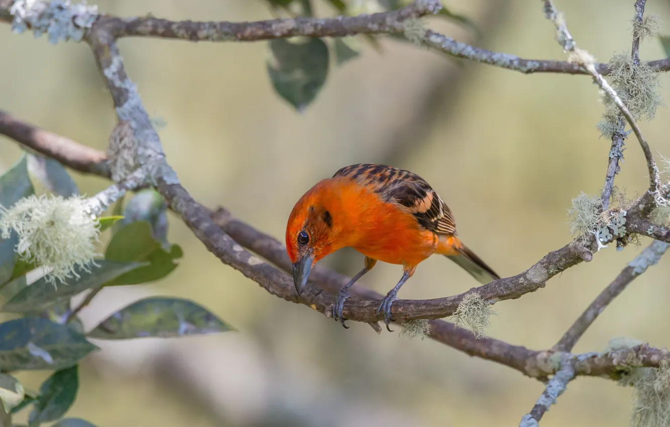 Photo wallpaper leaves, branches, nature, bird, cardinal, fire piranha