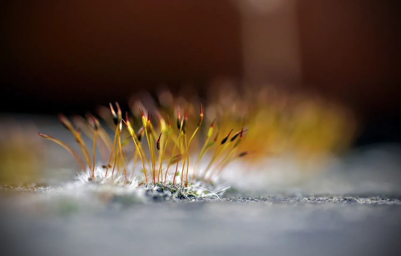 Photo wallpaper plant, moss, bokeh