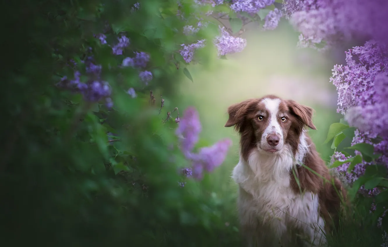 Photo wallpaper look, leaves, flowers, green, background, thickets, portrait, dog