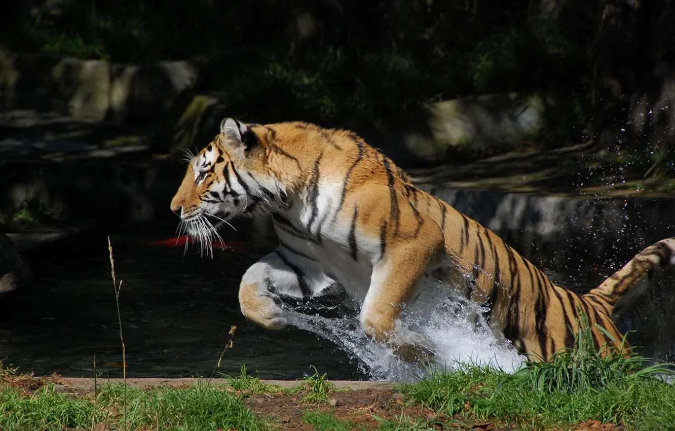 Photo wallpaper water, tiger, movement, jump, splash