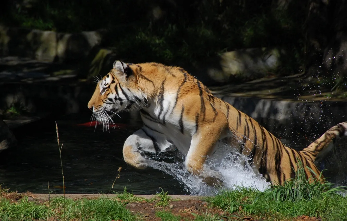 Photo wallpaper tiger, movement, jump, splash, water