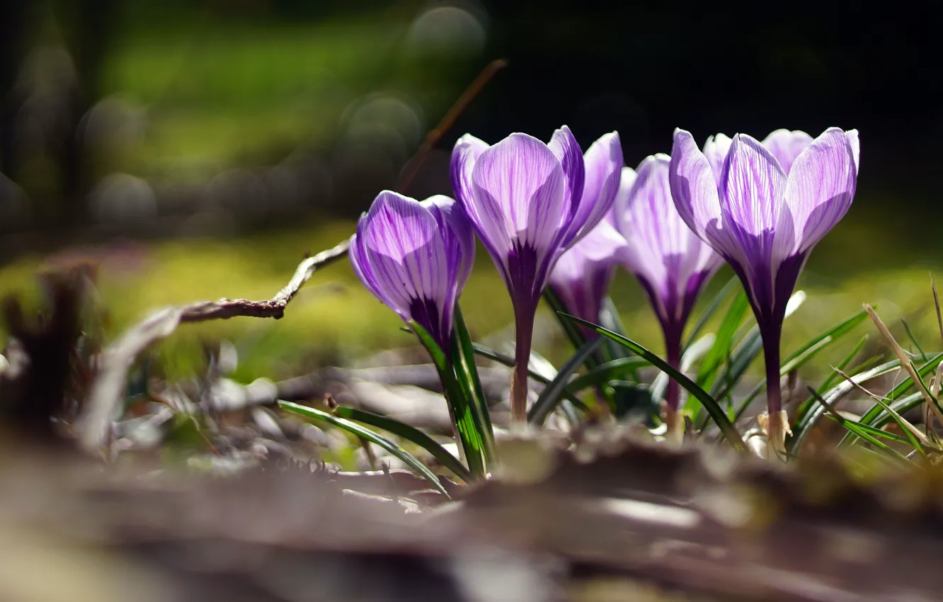 Photo wallpaper purple, light, flowers, glade, spring, crocuses