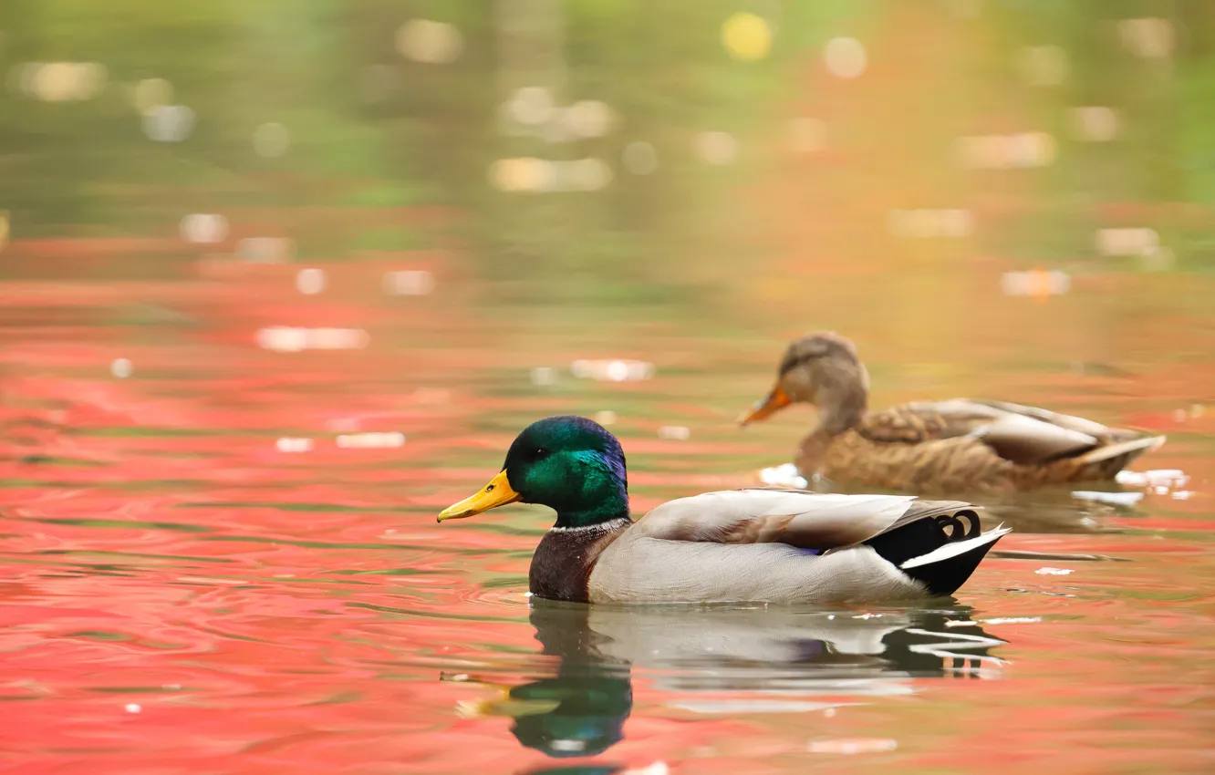 Photo wallpaper bird, duck, pair, pond, swimming, bokeh