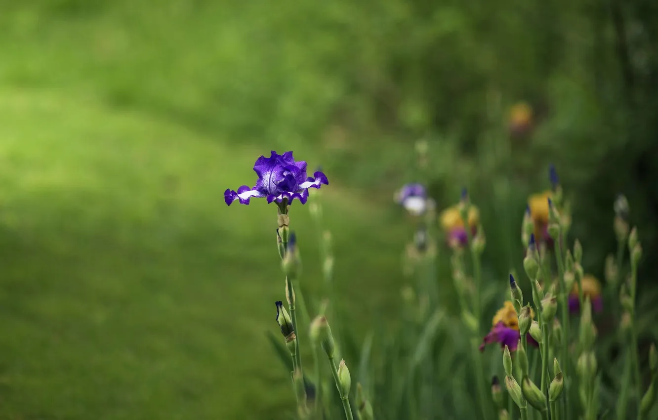 Photo wallpaper summer, flowers, nature