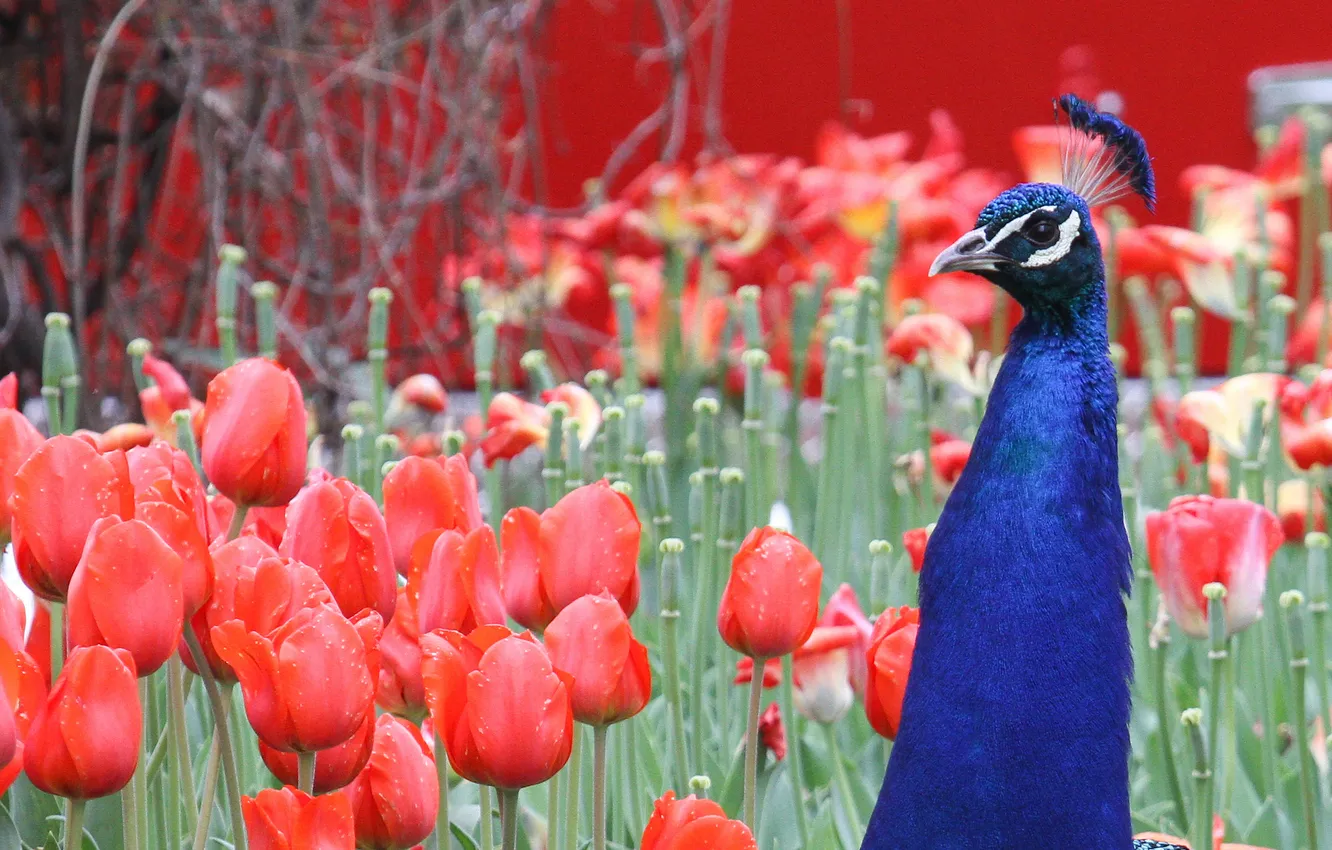 Photo wallpaper flowers, tulips, peacock