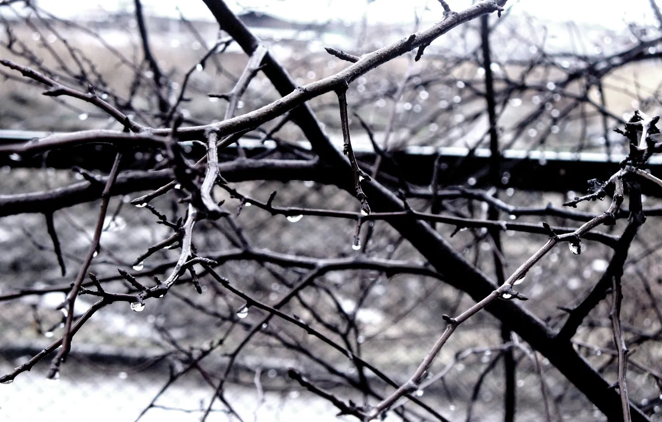 Photo wallpaper drops, branches, rain, mediocrity, spring