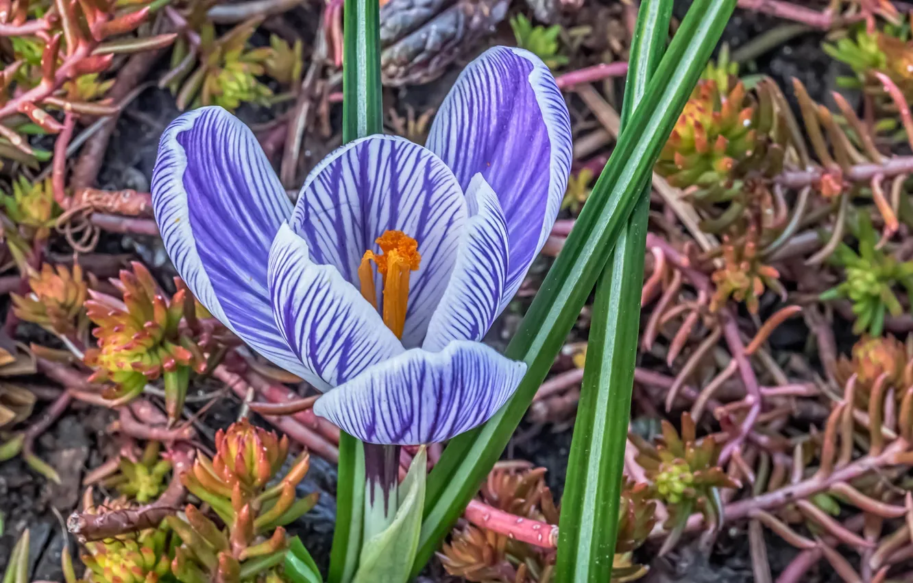 Photo wallpaper macro, nature, spring, petals, crocuses