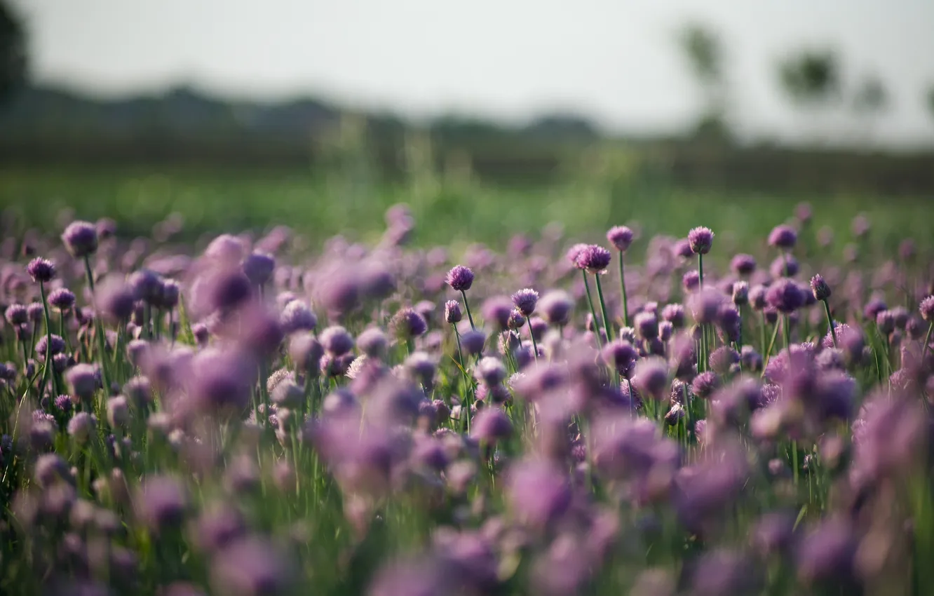 Photo wallpaper field, flowers, nature, background, Wallpaper