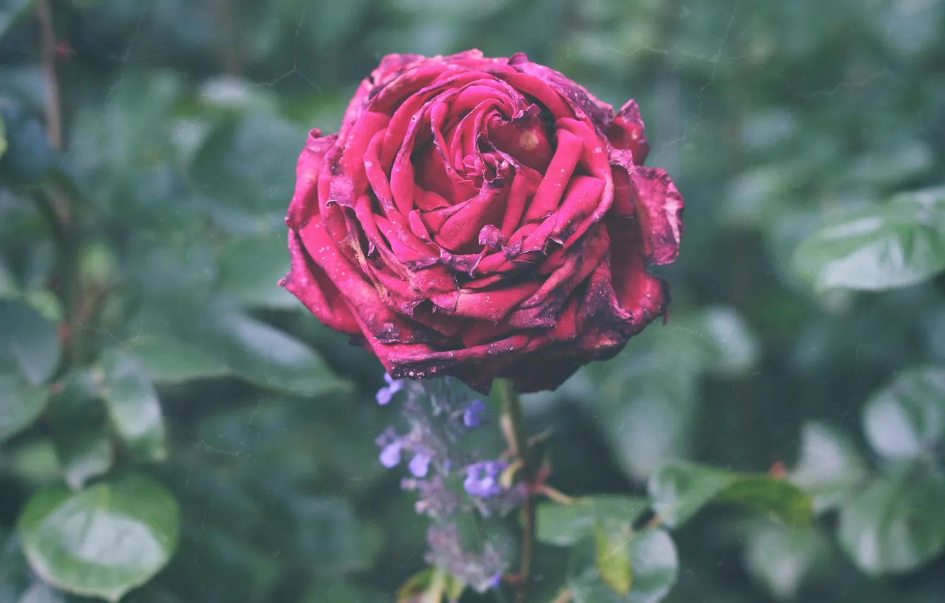 Photo wallpaper flowers, roses, petals