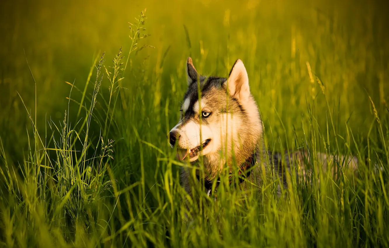 Photo wallpaper field, summer, dog