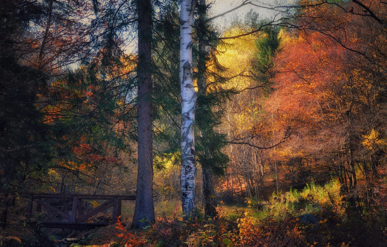 Photo wallpaper colors, forest, trees