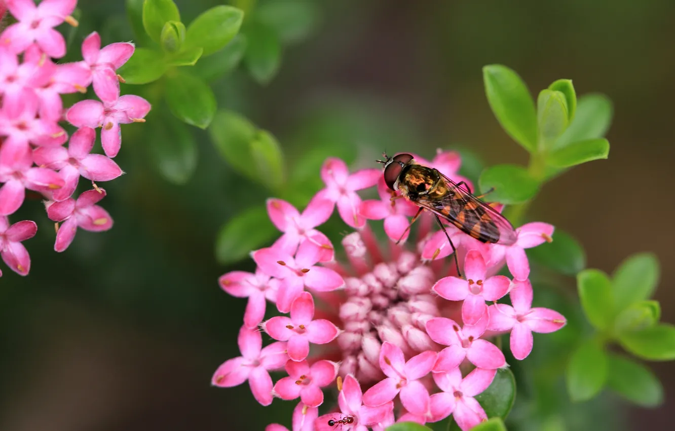 Photo wallpaper macro, flowers, insect, Gorzalka, Ixora