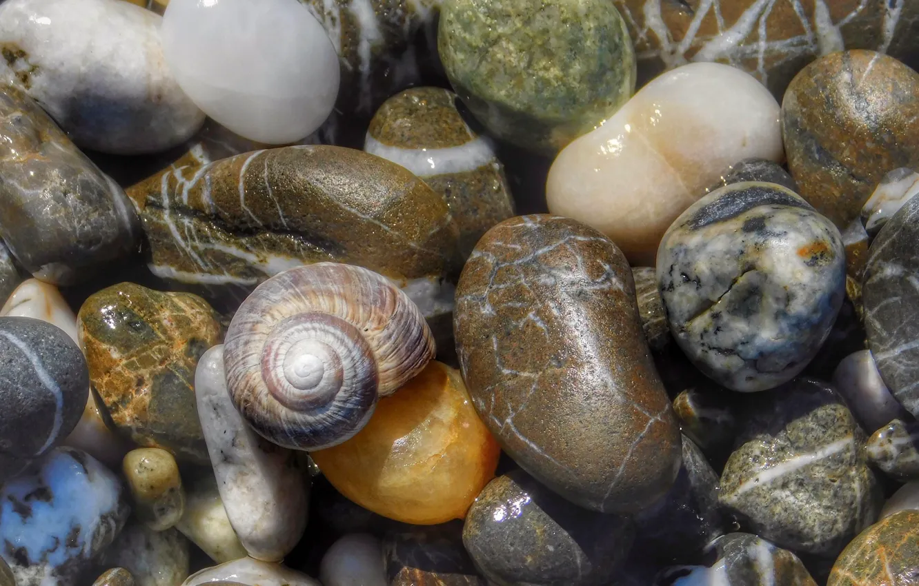 Photo wallpaper macro, pebbles, shell, pebbles