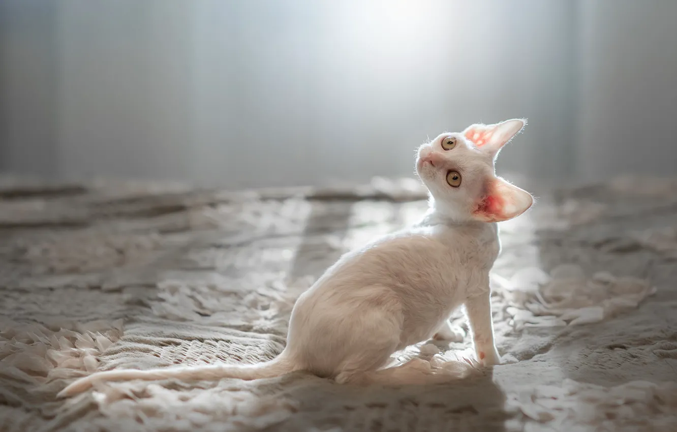 Photo wallpaper white, look, muzzle, kitty, ears, Cornish Rex