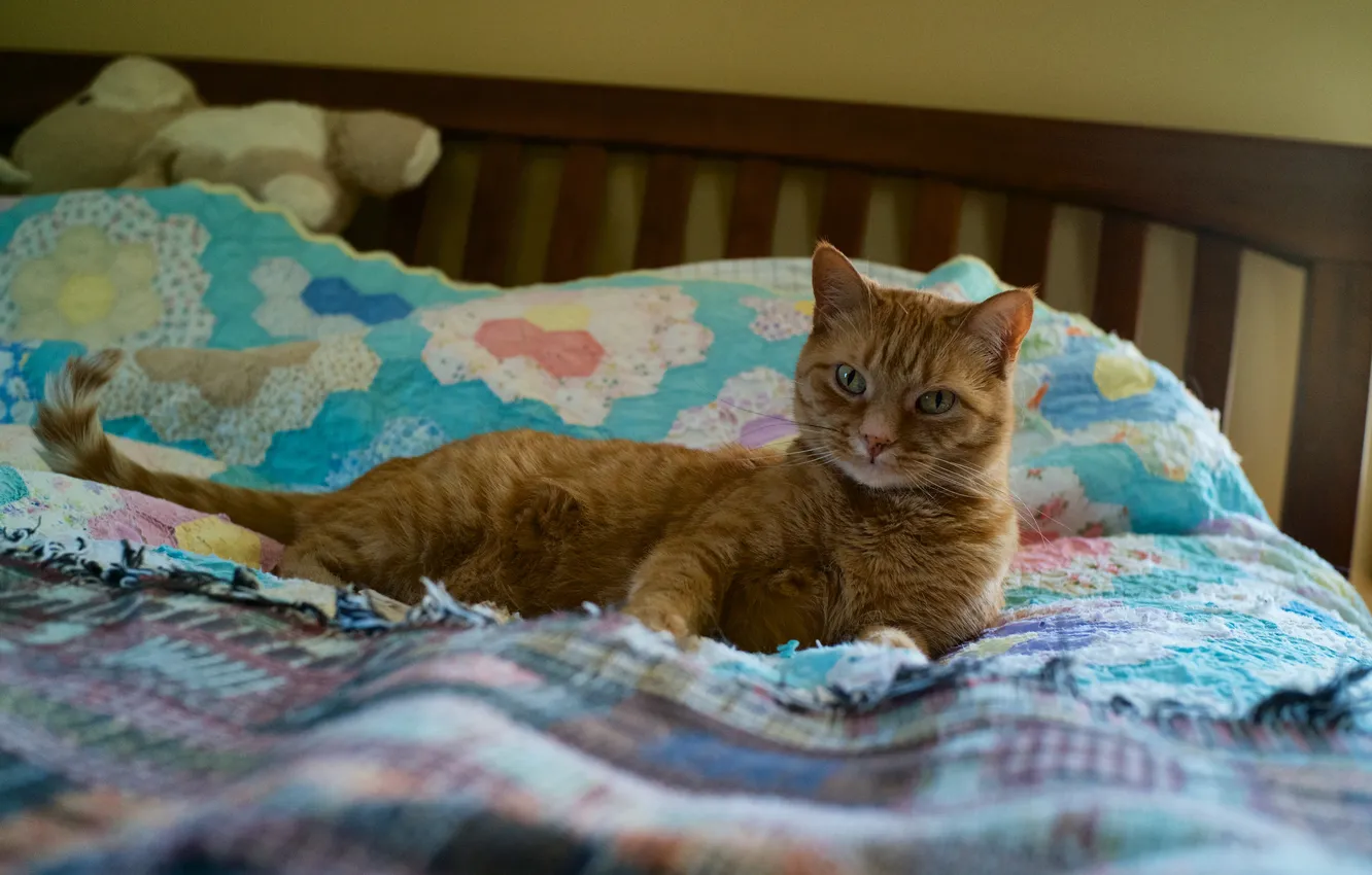 Photo wallpaper cat, cat, look, pose, blanket, bed, lies, red