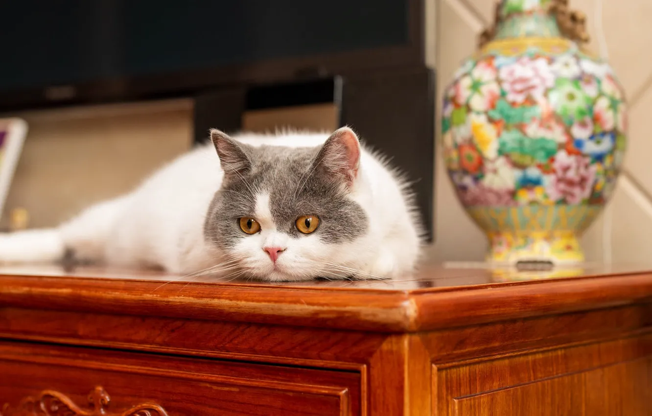 There is a cat the table
