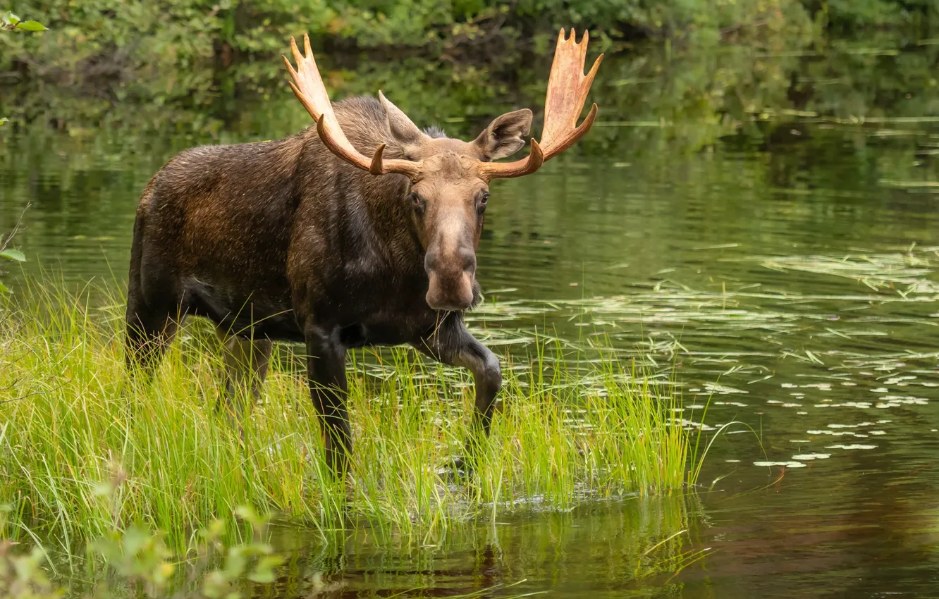 Photo wallpaper grass, look, nature, lake, pond, shore, pond, moose
