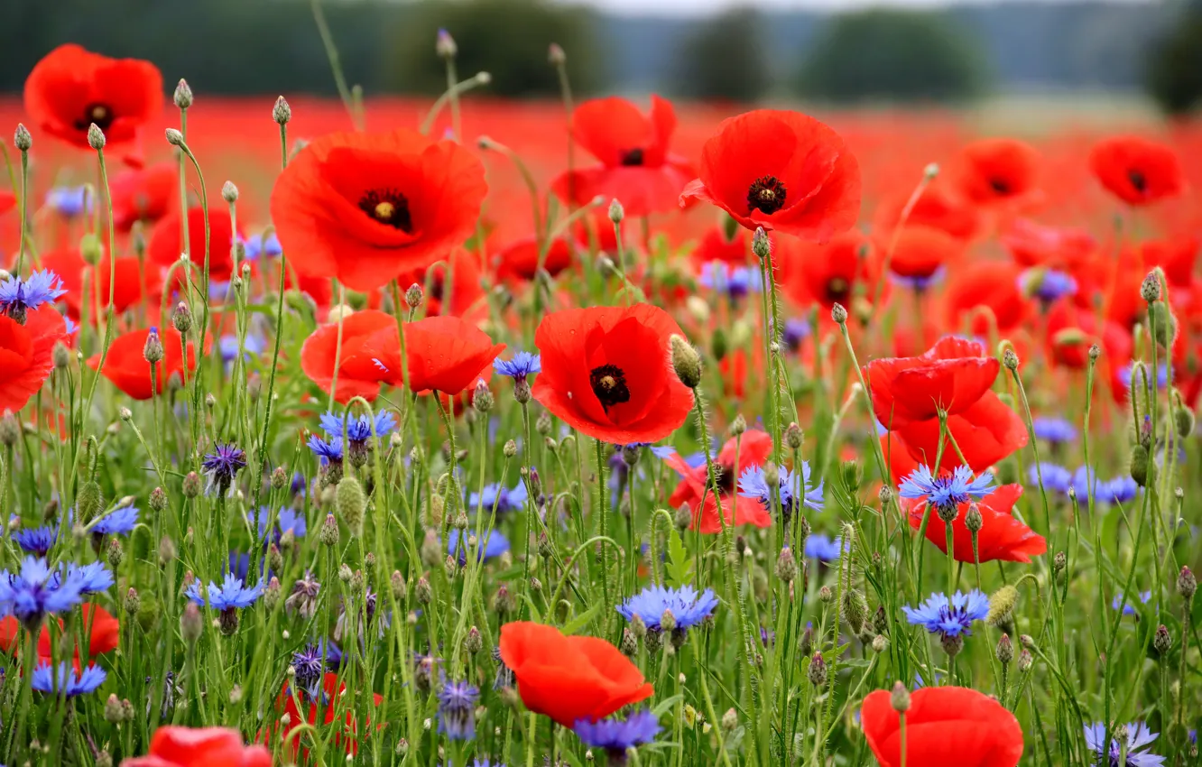 Photo wallpaper field, summer, flowers, blue, red, bright, Maki, meadow