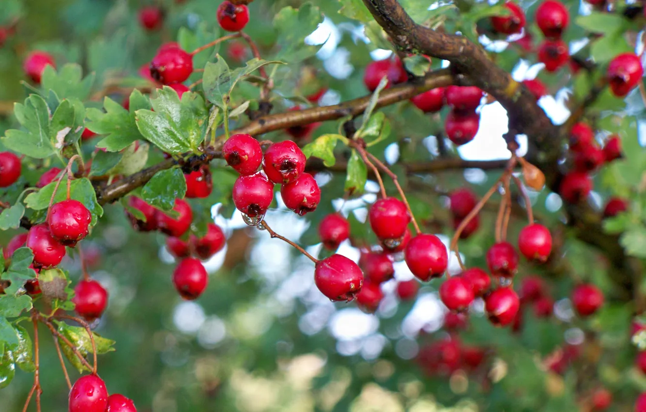 Photo wallpaper drops, macro, trees, droplets, berries, the bushes, bokeh, hawthorn