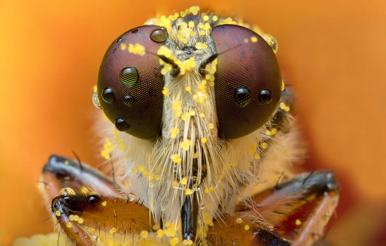 Photo wallpaper eyes, look, drops, macro, fly, pollen, portrait, insect