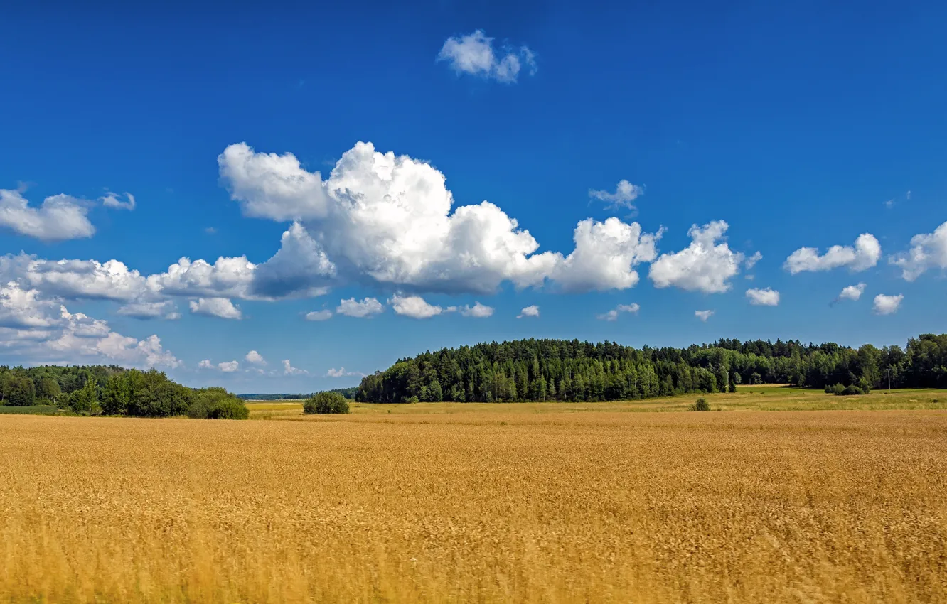 Photo wallpaper field, forest, summer, clouds, summer, Sweden, Sweden, trees