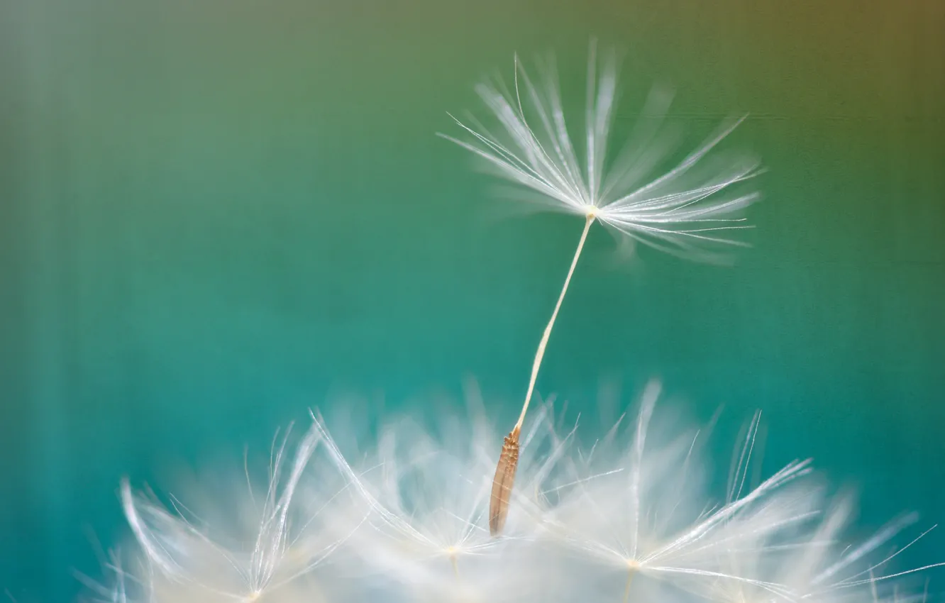 Photo wallpaper flowers, nature, dandelion, blade of grass