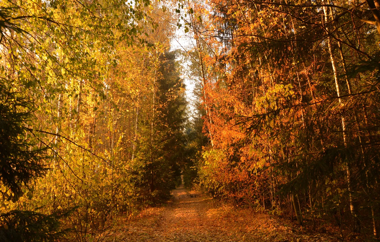 Photo wallpaper Path, Autumn, Trees, Forest, Trail, Fall, Autumn, Colors