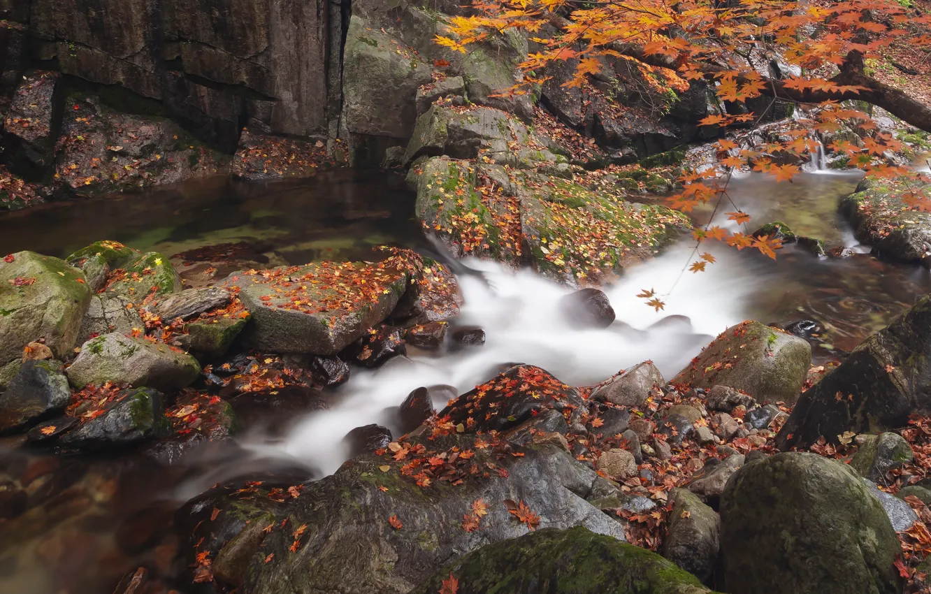 Photo wallpaper autumn, stream, stones, tree, shore, foliage, waterfall, river