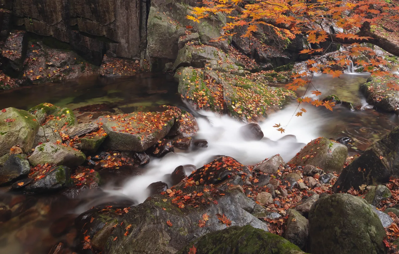 Photo wallpaper autumn, trees, stream, stones, shore, foliage, waterfall, river
