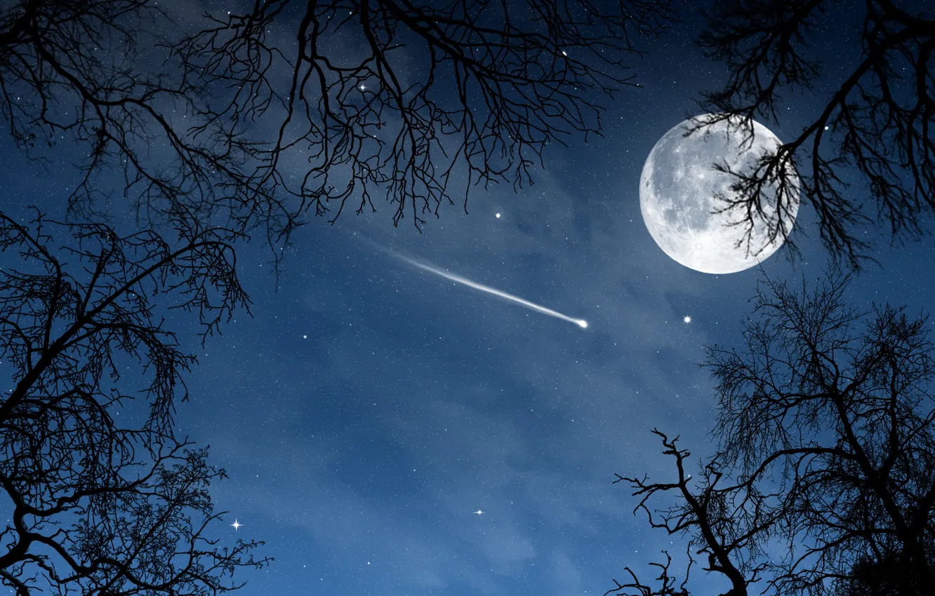 Photo wallpaper trees, landscape, night, nature, the moon, stars, a month, moon