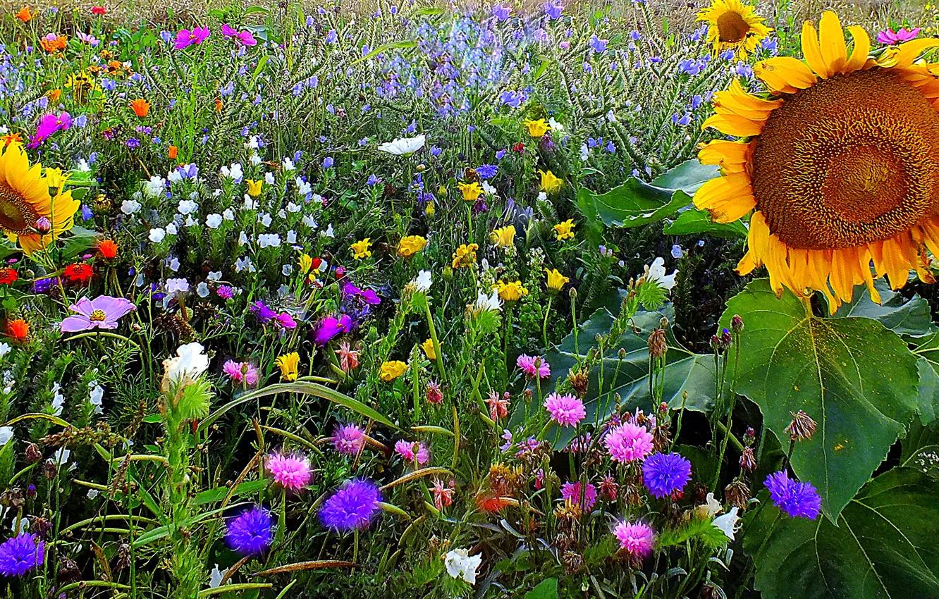 Photo wallpaper field, grass, sunflower, meadow