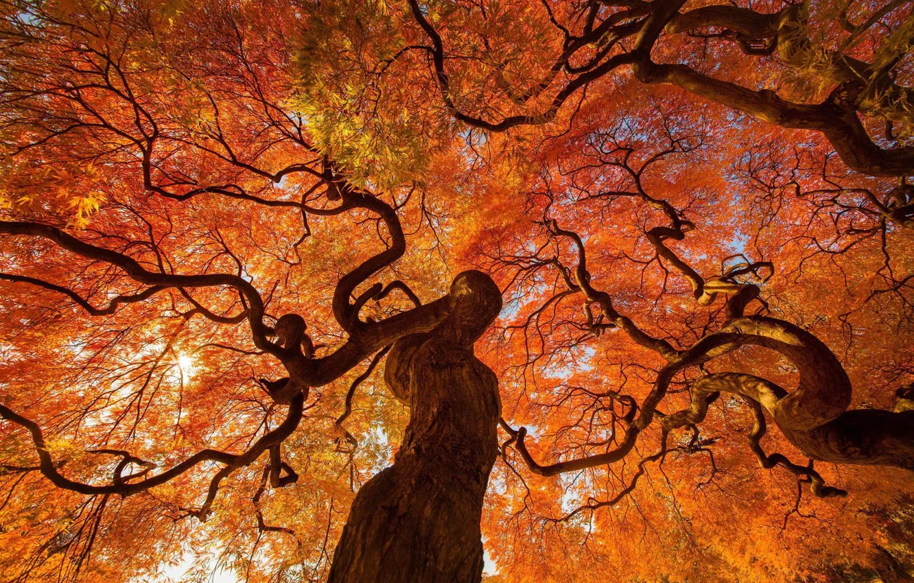 Photo wallpaper autumn, tree, Japan, of priod