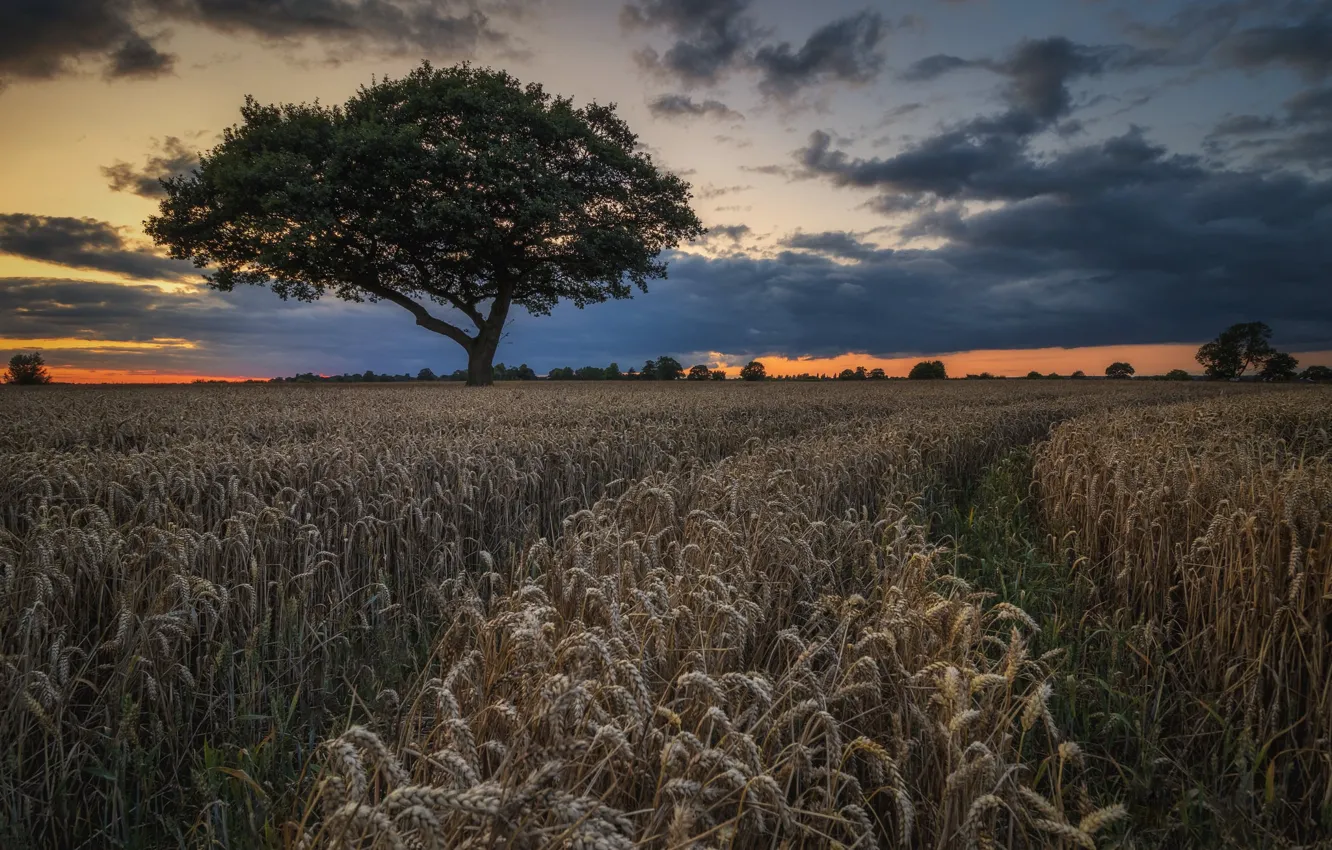 Photo wallpaper wheat, field, landscape, nature, tree, beauty