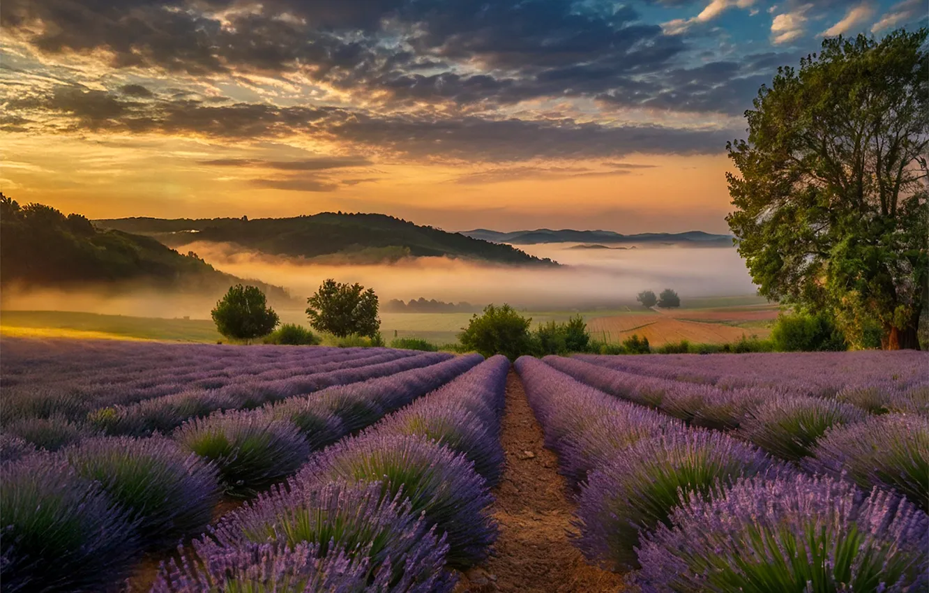 Photo wallpaper field, landscape, nature, fog, dawn, lavender