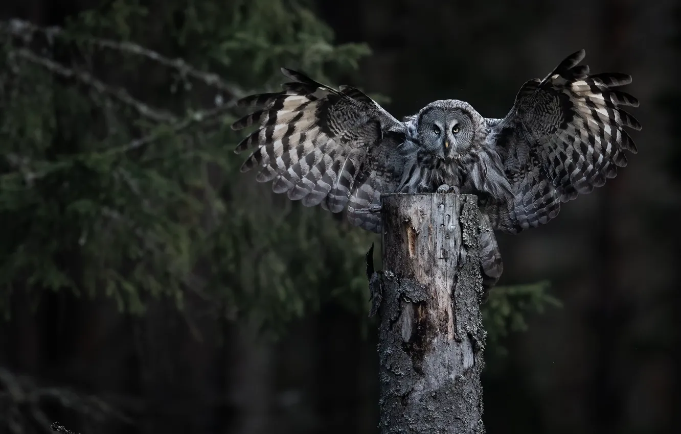 Photo wallpaper forest, branches, nature, the dark background, owl, bird, posts, wings
