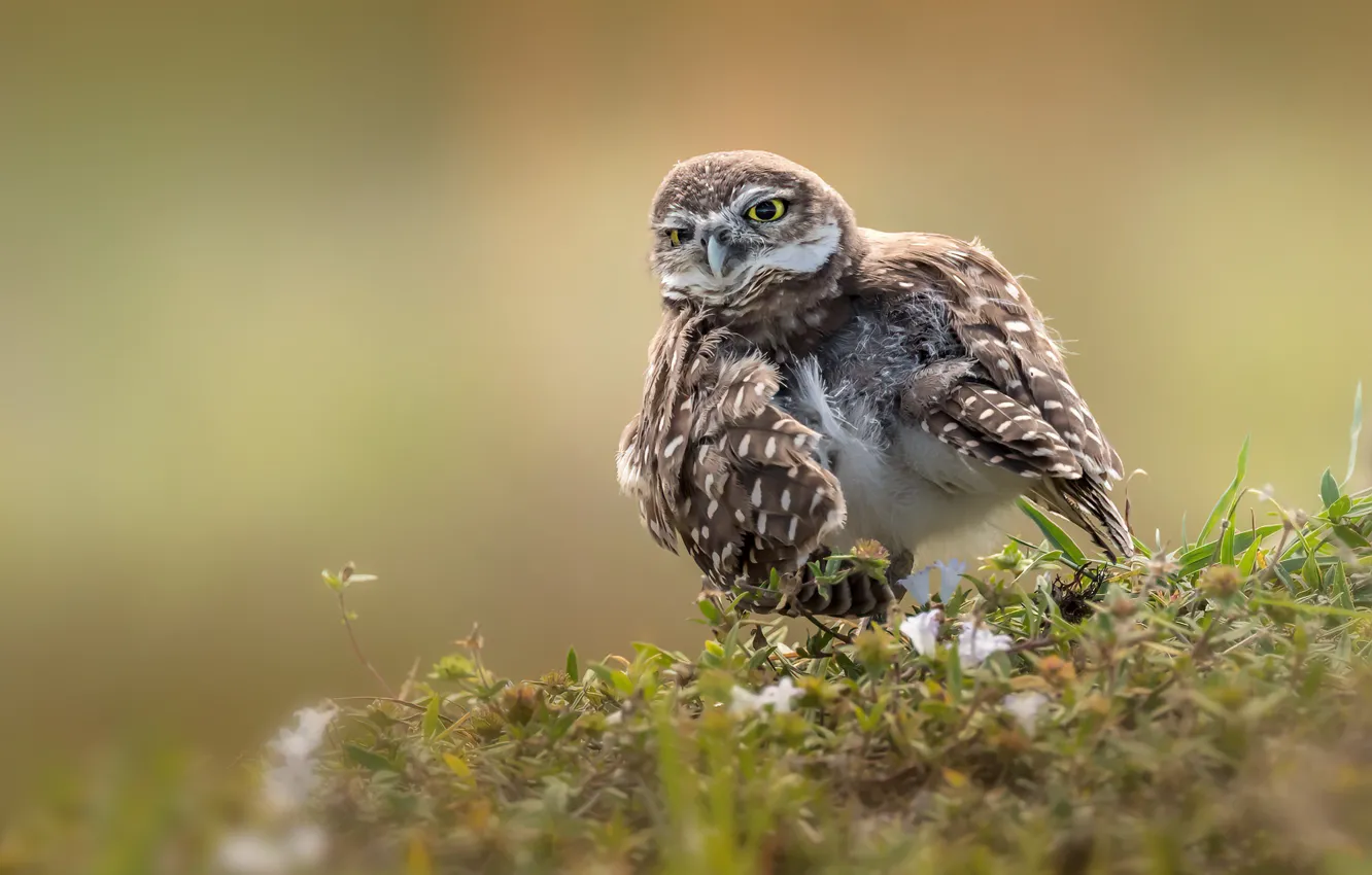 Photo wallpaper pose, owl, bird, owl