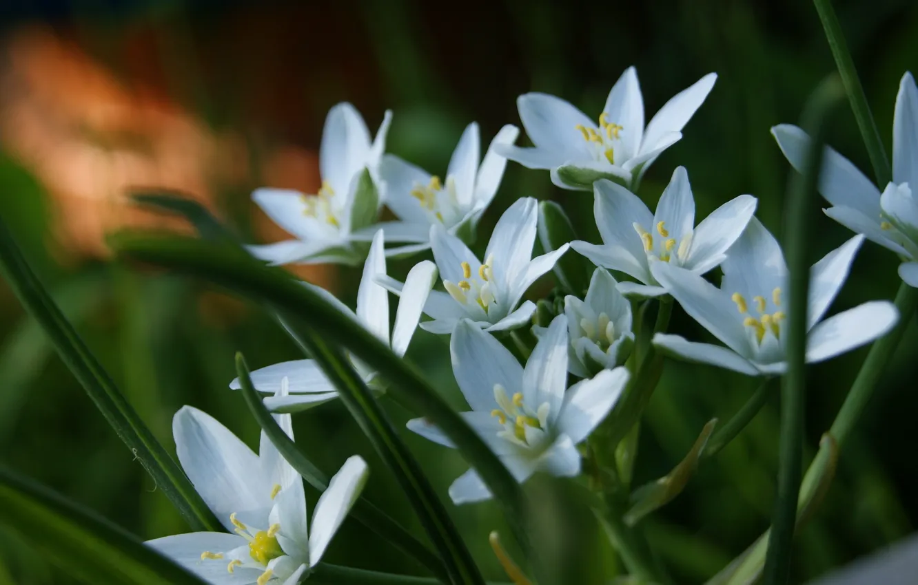 Photo wallpaper macro, spring, flowers, the flowers are white, Prizemlin