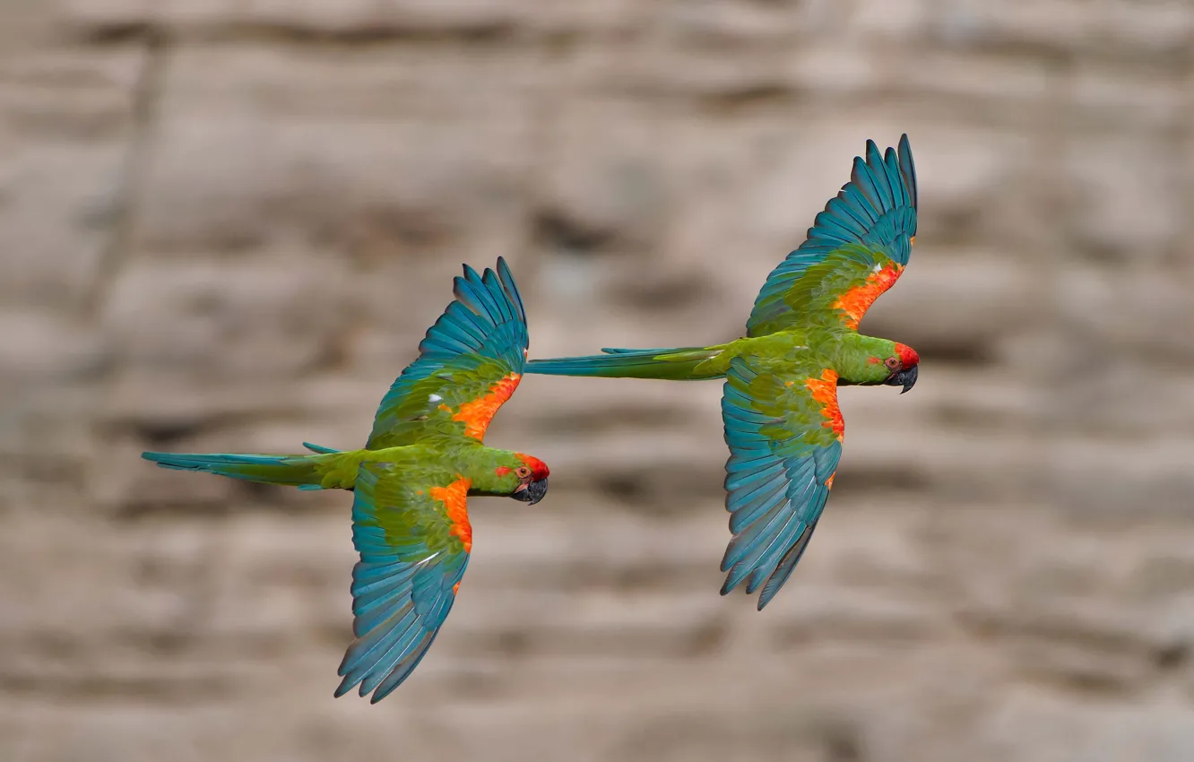 Photo wallpaper bird, parrot, Bolivia, red - eared macaw