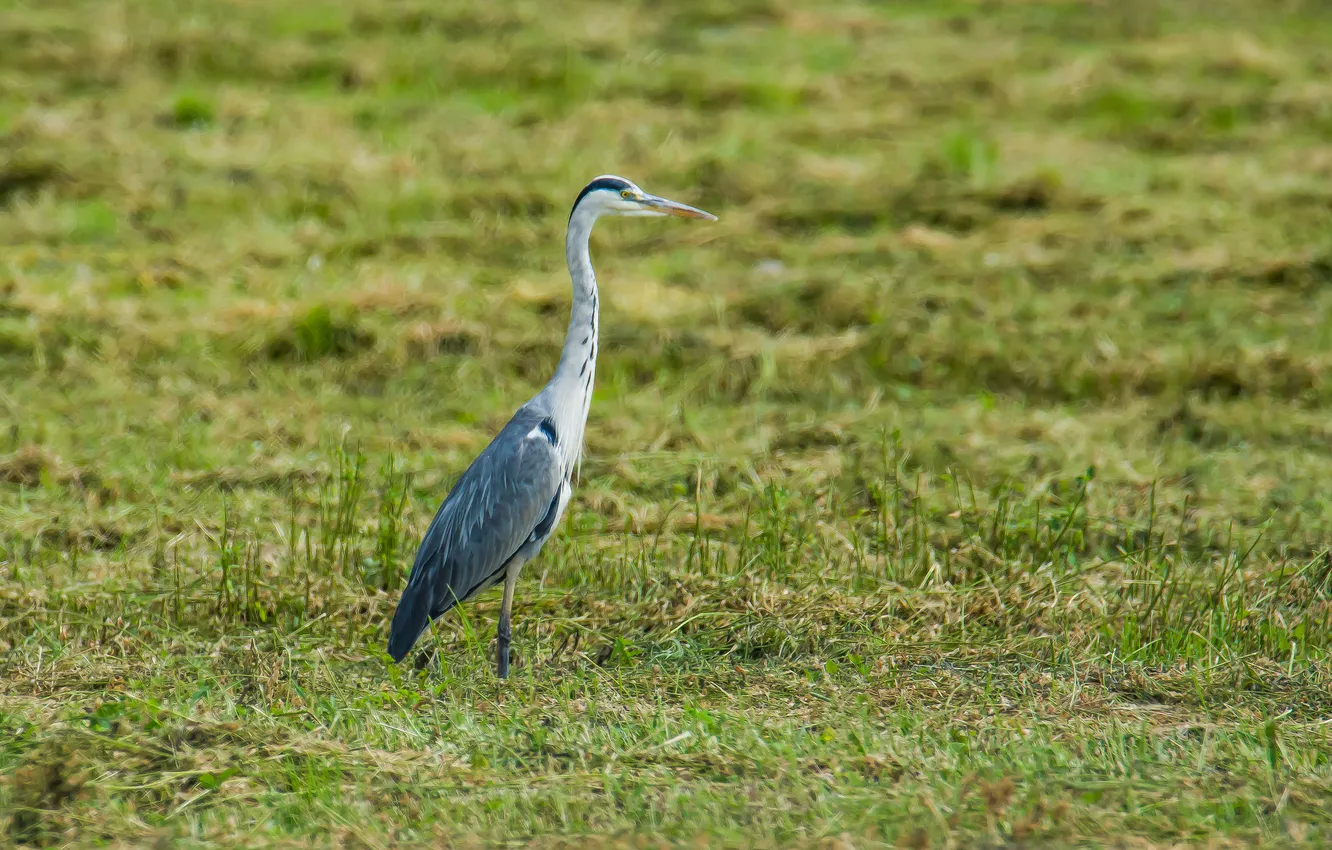 Photo wallpaper grey Heron, photohunt, ptia