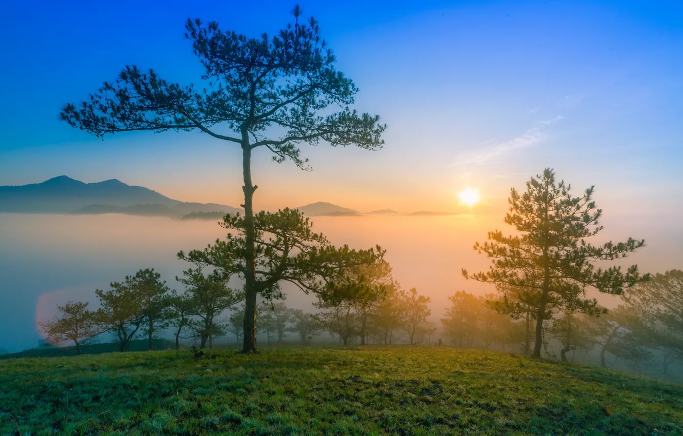 Photo wallpaper the sun, mountains, fog, dawn, morning, pine