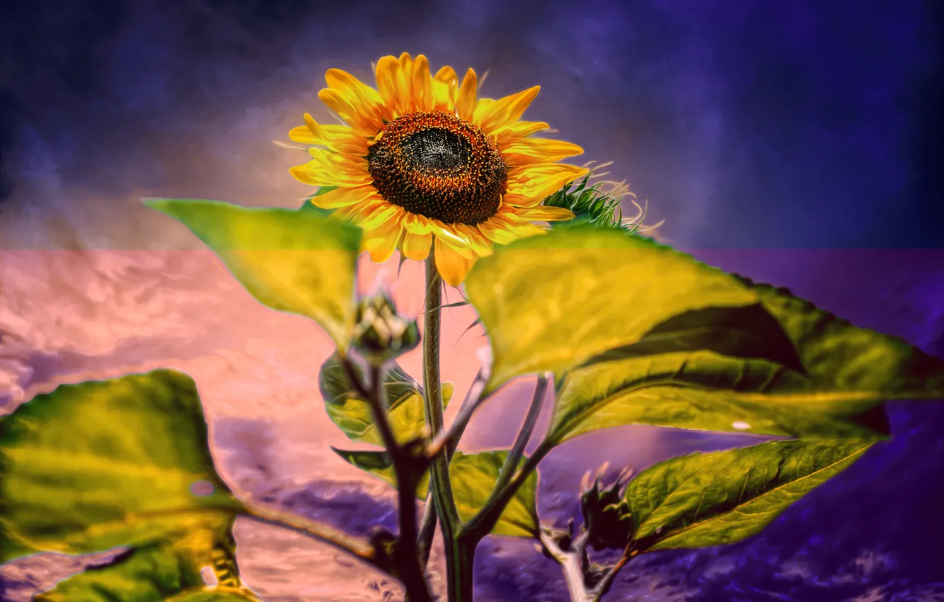 Photo wallpaper sunflower, treatment, Sun Flower